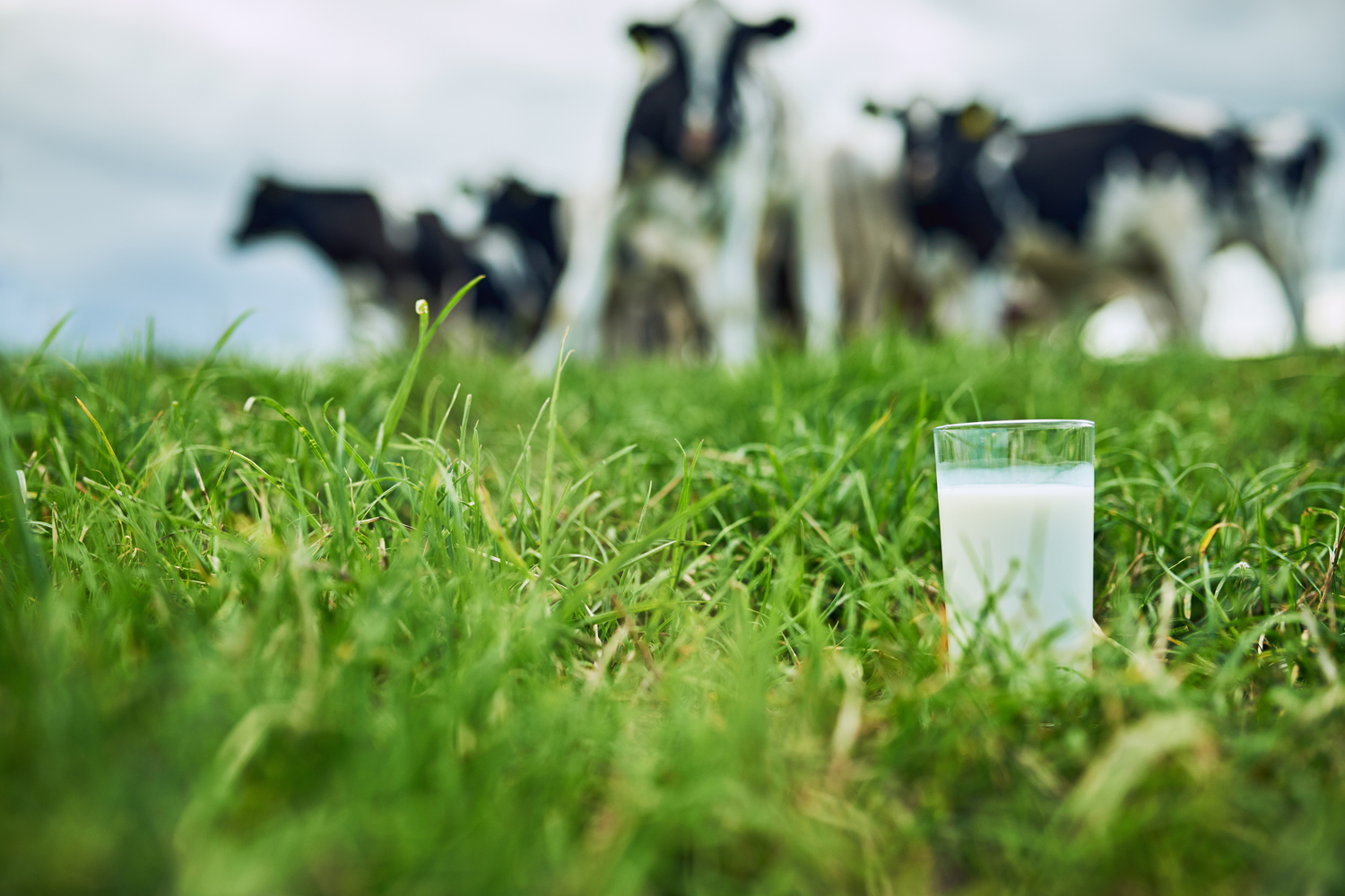О компании, что производит оборудование для животноводческих комплексов и ферм, где содержатся коровы, которые производят молоко, что мы с Вами пьём